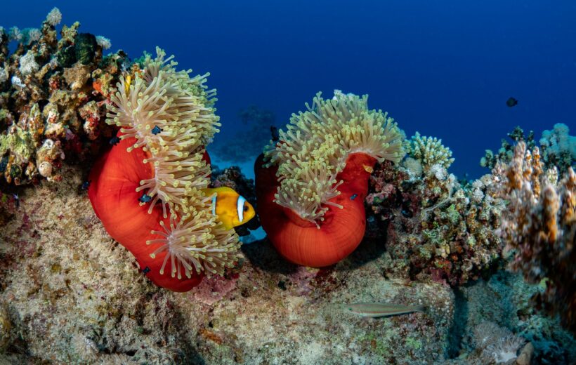 Half-Day Submarine Adventure in Marsa Alam - Code HSUA 1