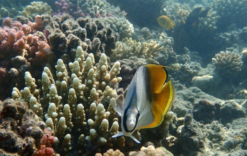 Nefertari Snorkeling & Glass-Bottom Boat Trip- Code NSGBBA 1