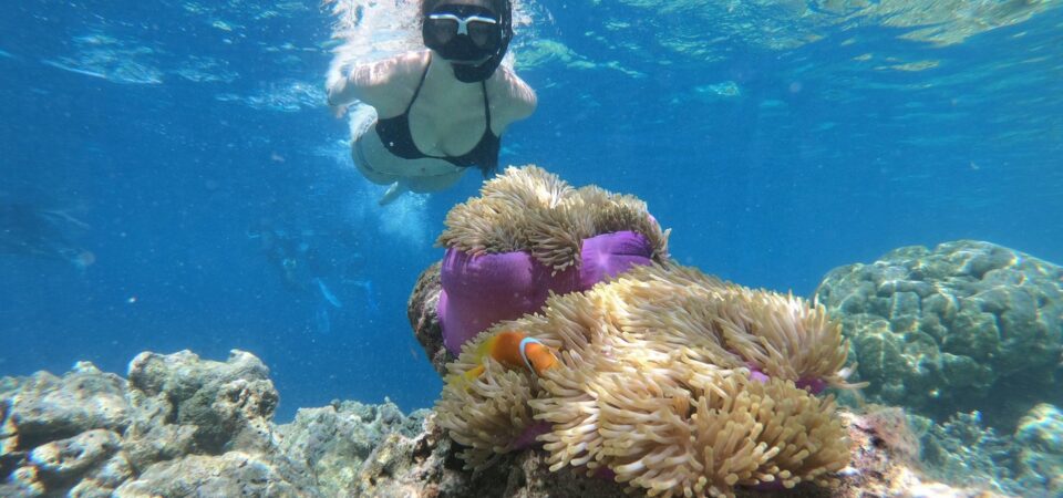 snorkeling and diving day trip