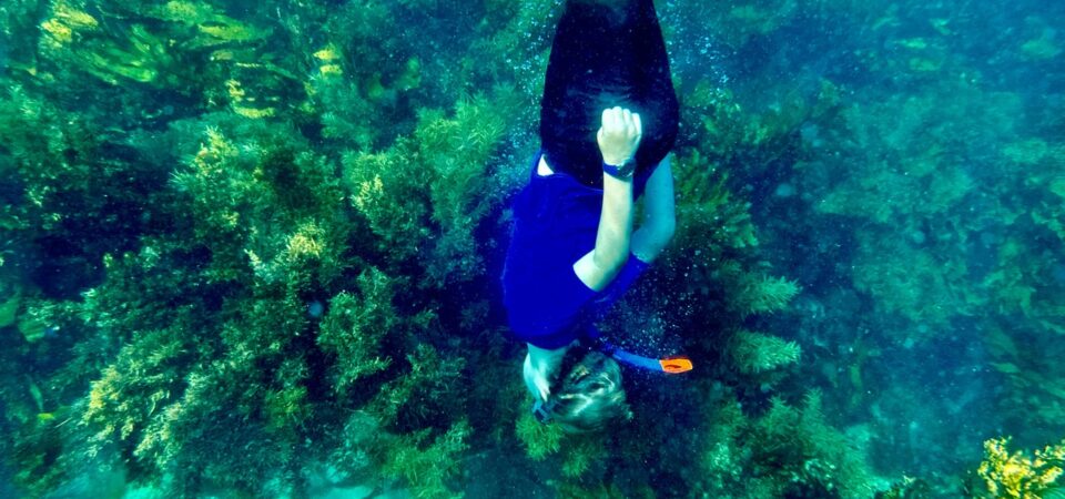 snorkeling and diving day trip