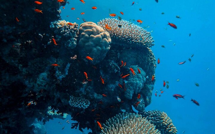 coral reefs