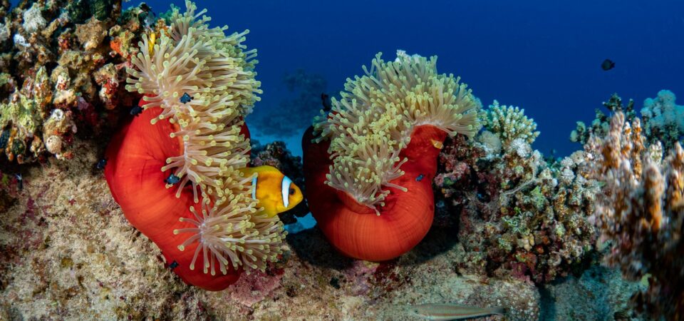 coral reefs