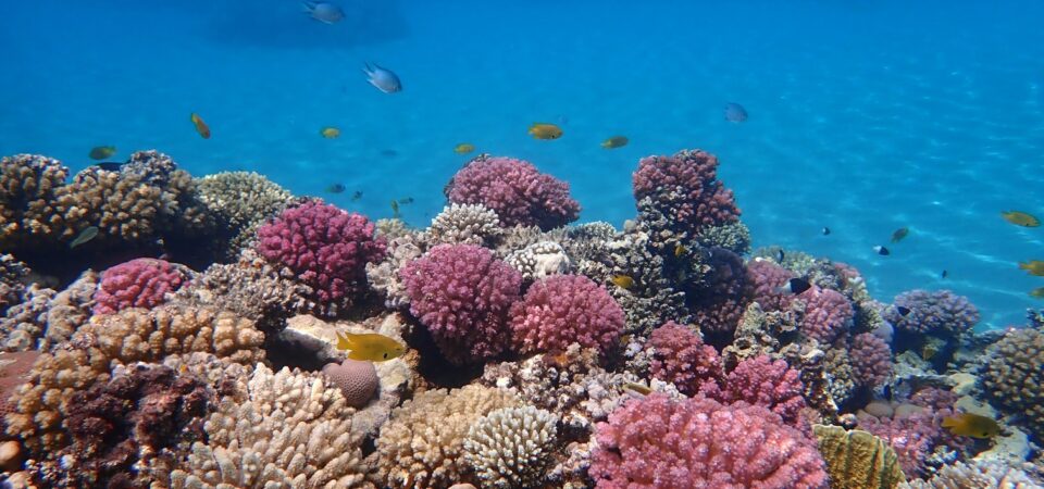 coral reefs snorkeling