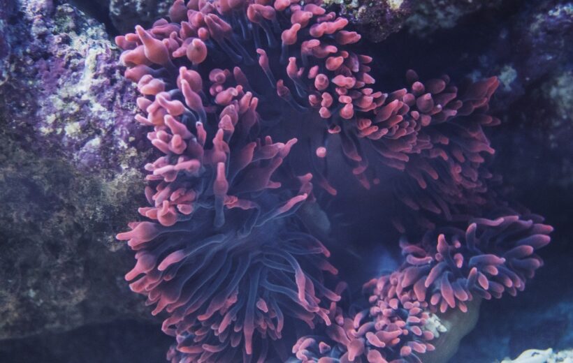Dolphin House Sho'ab Samadai Snorkeling - Code DHSHSSA 1